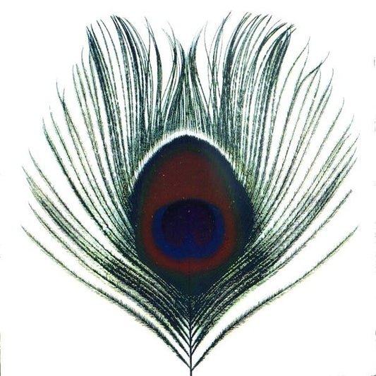 XTC | Apple Venus Volume 1 | Album