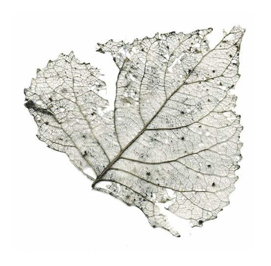 Telescopes - The Hungry Audio Tapes Milky Clear Vinyl LP RSD 2023